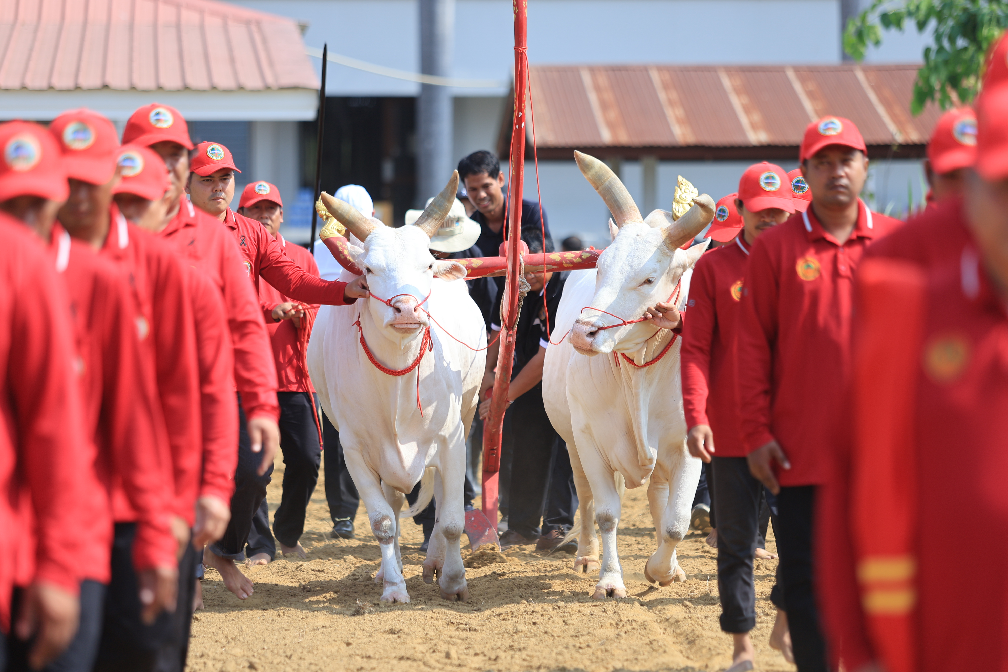 title - ส.ป.ก. เข้าร่วมการตรวจเยี่ยมการจัดเตรียมพระโค ในงานพระราชพิธีพืชมงคลจรดพระนังคัลแรกนาขวัญ ประจำปี 2569
